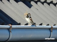 Hausspatz (Passer domesticus) mit Nistmaterial